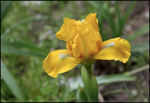 Iris Cache of Gold (3) Iris Cache of Gold (3)