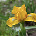 Iris Cache of Gold  (3)