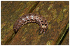 Caterpillar IMG_0709