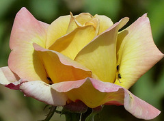 texture de la rose