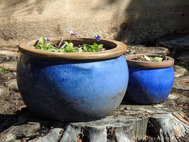 Pots in the Blue Garden
