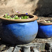 Pots in the Blue Garden