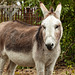 Donkey at Marsland Basin