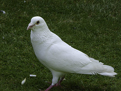 A Pigeon in White