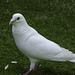 A Pigeon in White
