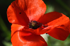 Field poppy (Papaver rhoeas)