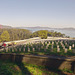 San Francisco National Cemetery (0006)