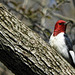 Red-headed Woodpecker, Pt Pelee