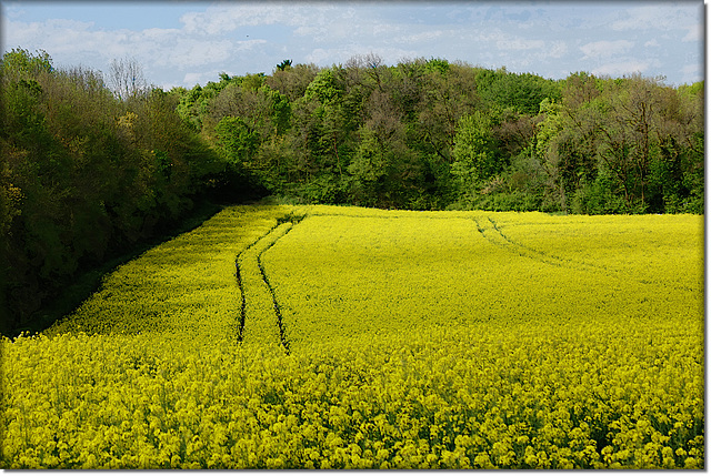 Les fleurs des champs de colza sont de retour ...