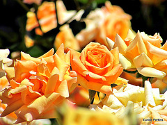 Glorious Golden Roses.