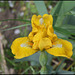 Iris Cache Of Gold (1)