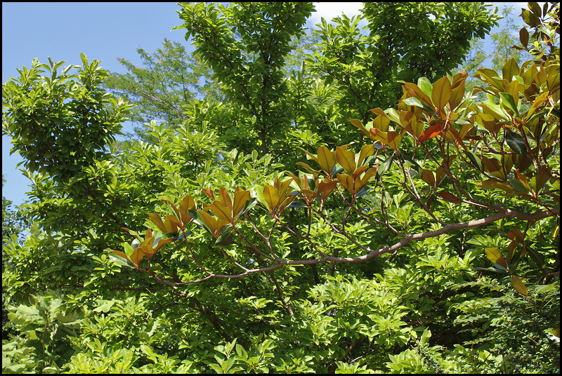 Magnolia ( laurus nobilis) (4)