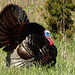 Wild Turkey, Pt Pelee, Ontario