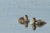 Pochard Ducklings 2