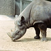 Rhinoceros at London Zoo, May 1980