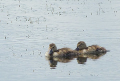 Pochard Ducklings 2