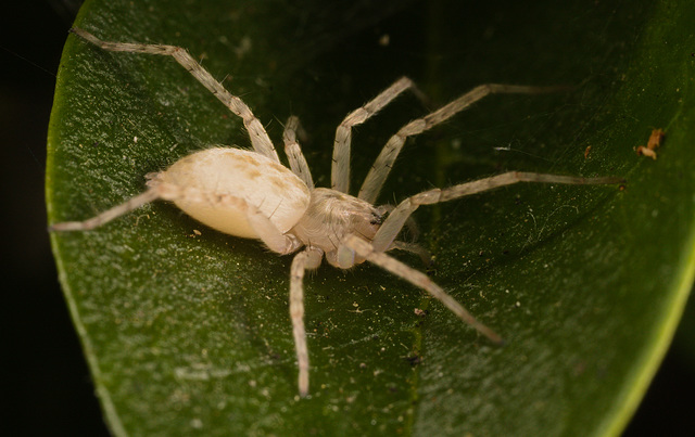 SpiderIMG 4124