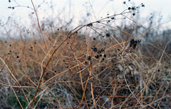 Dry weeds
