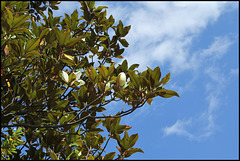 Magnolia ( laurus nobilis) (5)