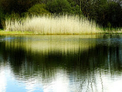 Lakeside Reeds and Grasses