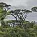 Reaching for the Top – Rainforest Adventures Costa Rica Atlantic, Guápiles, Limón Province, Costa Rica