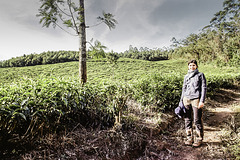 Munnar tea plantages