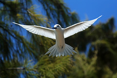 The Virgin Bird. Sterna bianca (Gygis alba)
