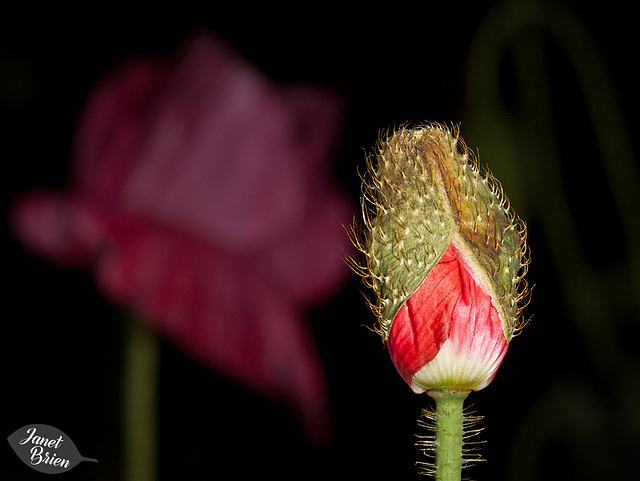 24/366: Emerging Poppy