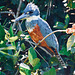 Ringed kingfisher in the wild