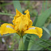 Iris Cache Of Gold (2)