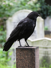 brompton cemetery, london     (26)