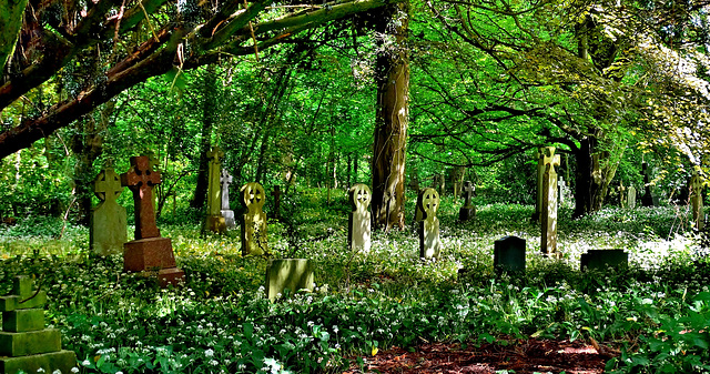 Bothal Churchyard. Northumberland. Taken back by nature to create a magical woodland burial ground