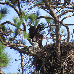 Bald eagle arriving at nest