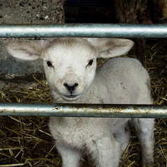 April 2nd: lamb