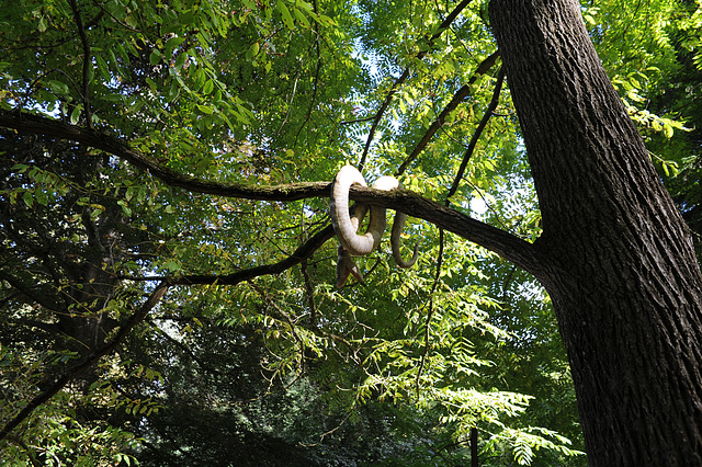 Snake in a Tree
