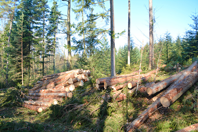 Felling of trees in the forest