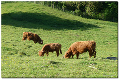 Highland cattle on the Gurten