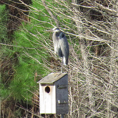 Great blue heron on duck house