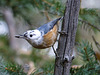 Partially Leucistic Red-breasted Nuthatch