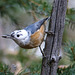 Partially Leucistic Red-breasted Nuthatch