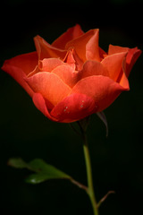 Rose, emblême de Gerberoy