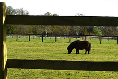 Little horse, and lots of fences.