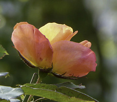 A back lit Rose