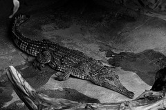 Australien-Krokodil (Wilhelma)