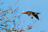 Mandarin Duck (Aix galericulata) in flight