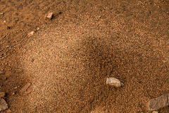 An ant hill