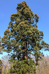 Ein Mammutbaum im Vogelsberg