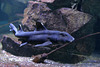 Stierkopfhai (Wilhelma)