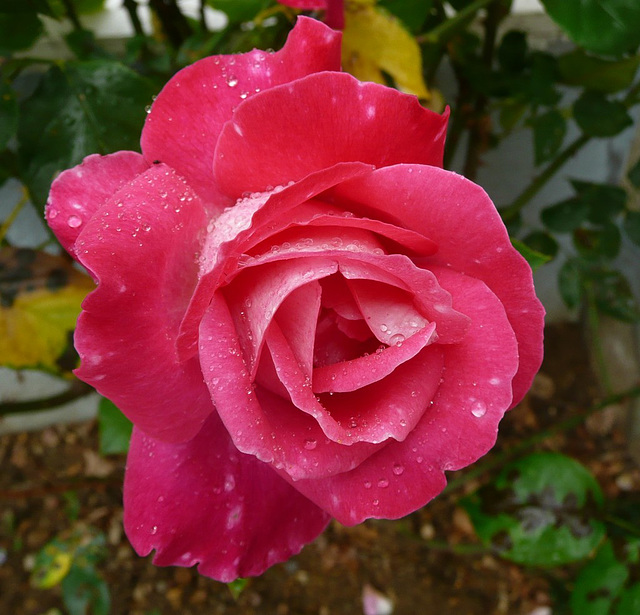 Rose sous la pluie...