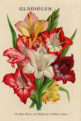 Gladiolus–The Most Showy and Brilliant of All Bulbous Plants